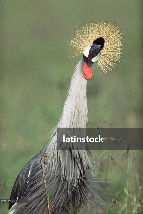 Grulla de cabeza gris (Balearica regulorum), Kenia