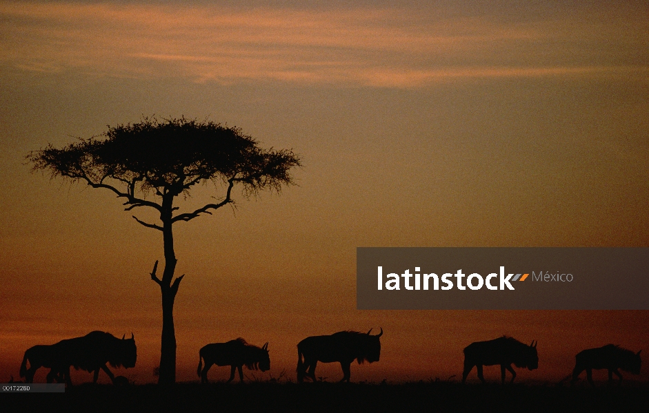 Azul manada de ñu (Connochaetes taurinus) migrar al atardecer, Kenia