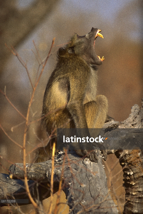 Babuino de chacma (Papio ursinus) bostezo, Zimbabwe