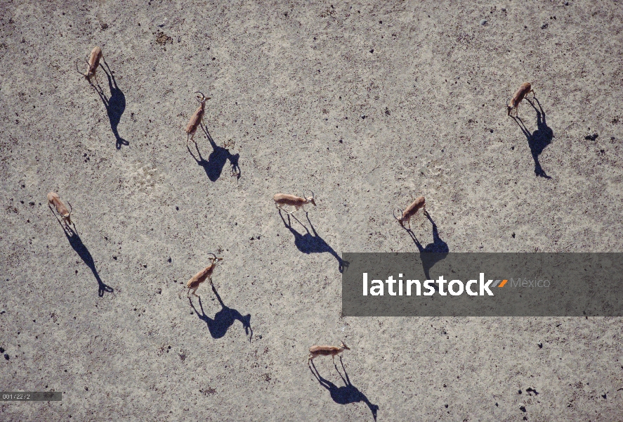 Impala (Aepyceros melampus) de la manada con sus sombras en polvo duro paquete, Kenia