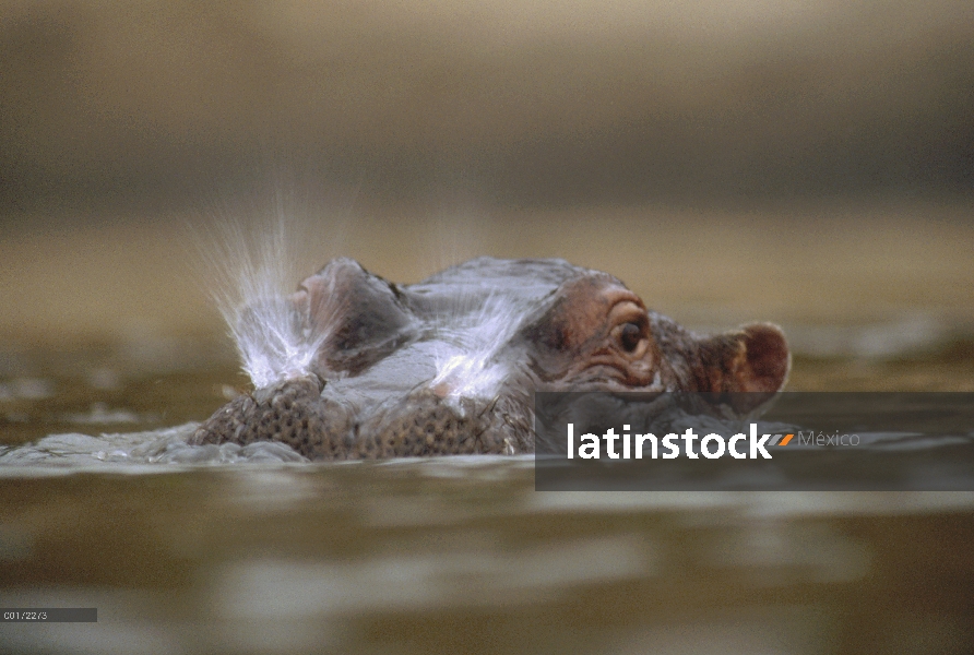 Hipopótamo (Hippopotamus amphibius) respirar en la superficie del agua, Kenia