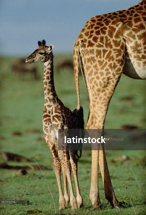 Madre de Masai jirafa (Giraffa tippelskirchi) con jóvenes, Kenia