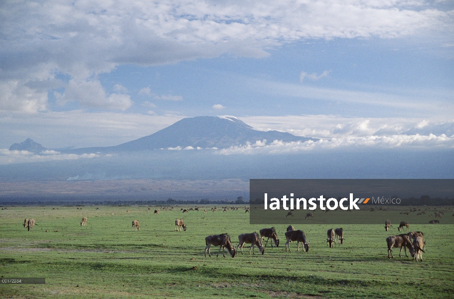 Wildebeest azul (taurinus de Connochaetes) manada pastando, Monte Kilimanjaro, el Parque Nacional Am