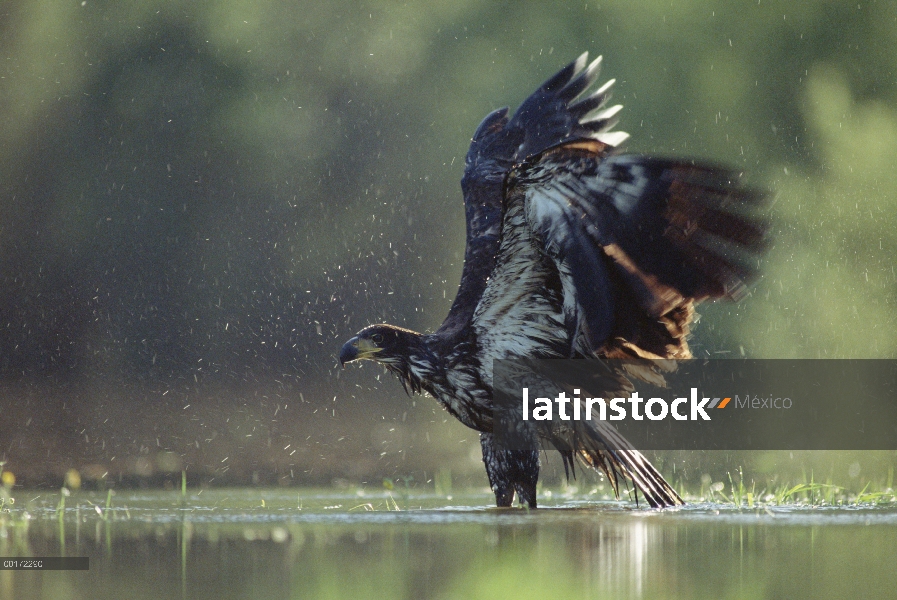 Águila calva (Haliaeetus leucocephalus) juvenil bañarse en un río, América del norte