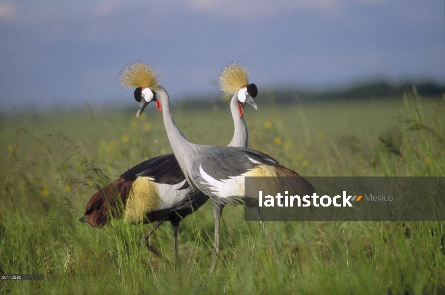 Pareja de Grulla de cabeza gris (Balearica regulorum) cortejar, Reserva Nacional de Masai Mara, Keni