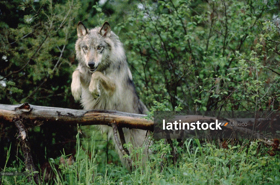 Lobo (lupus de Canis) saltando sobre un tronco caído, América del norte