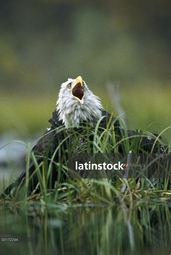 Águila calva (Haliaeetus leucocephalus) desde el borde de un estanque, América del norte