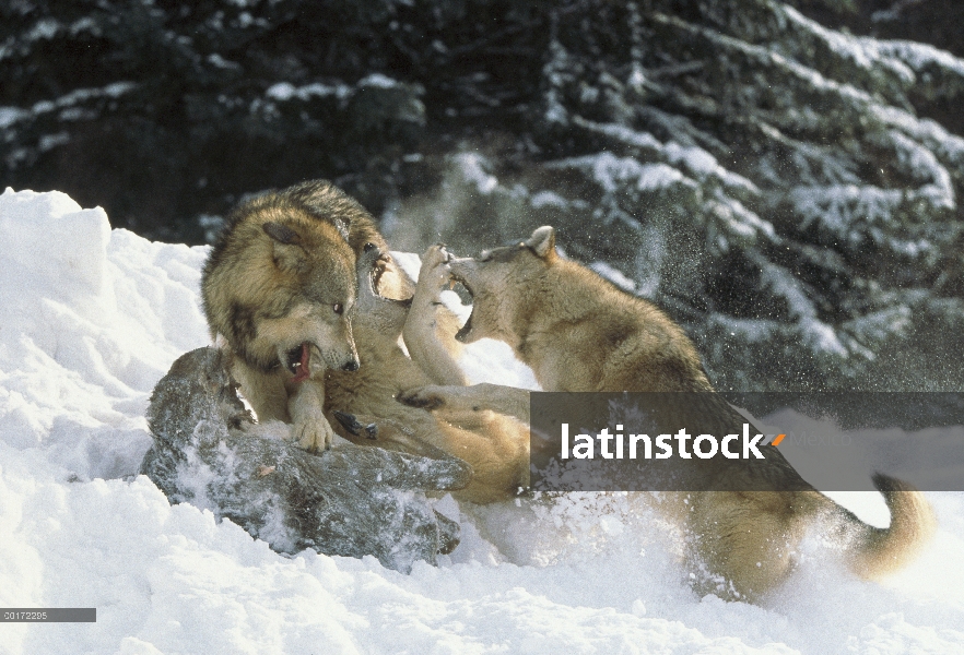 Trío de lobo (Canis lupus) peleando por una canal de venado de cola blanca (Odocoileus virginianus),