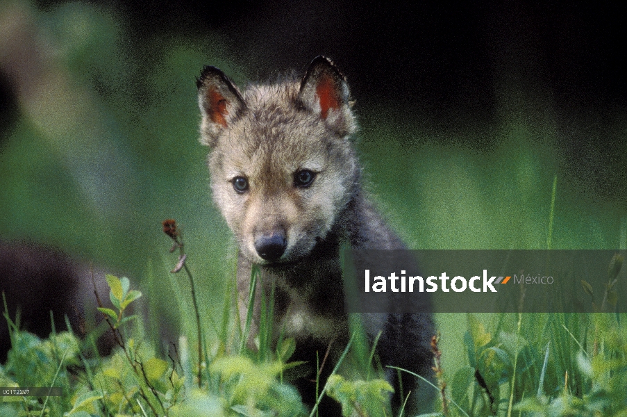 Cachorro de lobo (Canis lupus) masticando hierba verde, América del norte