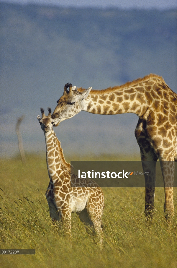 Madre de Masai jirafa (Giraffa tippelskirchi) y jóvenes, Kenia