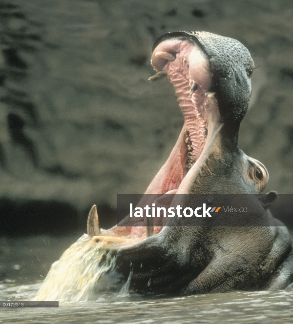 Hipopótamo (Hippopotamus amphibius) con la boca abierta, Kenia