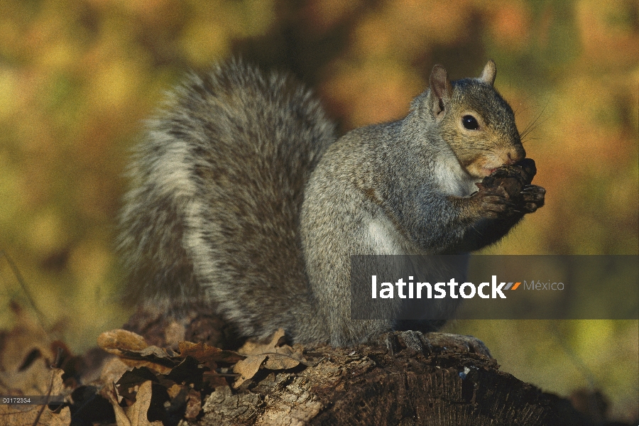 Ardilla gris oriental (Sciurus carolinensis) alimentándose de piña, América del norte