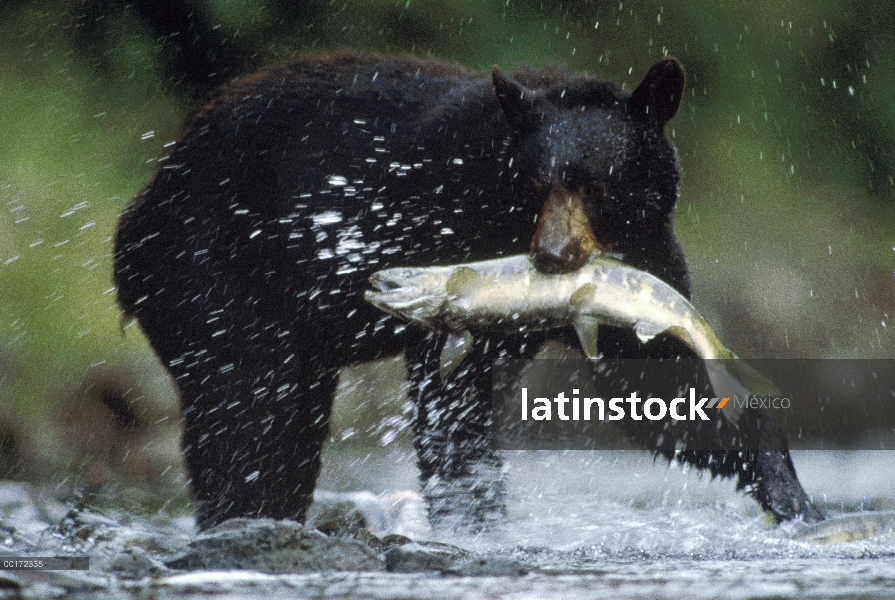 Oso negro (Ursus americanus) captura un salmón, Gunnuk Creek, Frederick Sound, Alaska