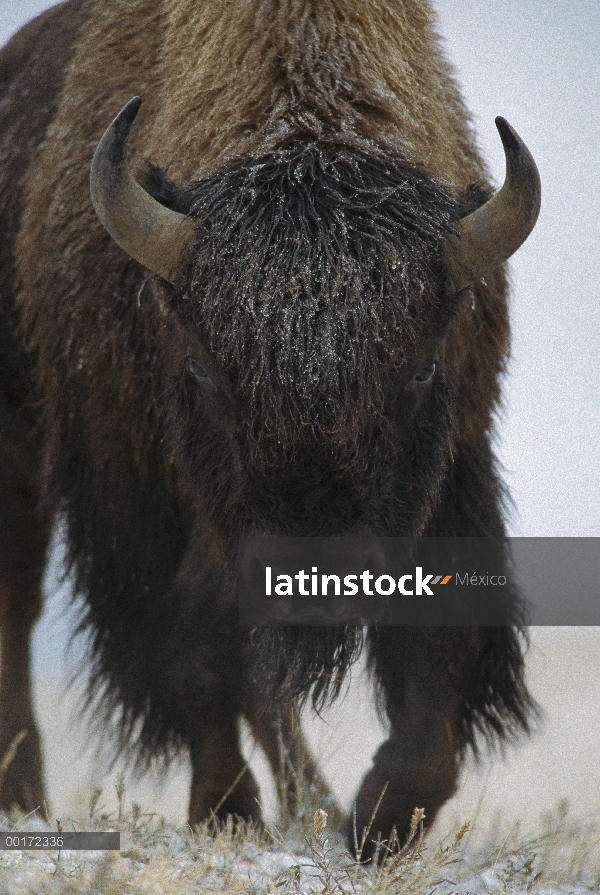 Bisonte americano (bisonte del bisonte) en nieve, América del norte