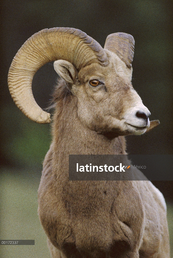 Hombre de Bighorn ovejas (Ovis canadensis), Parque nacional Banff, Alberta, Canadá