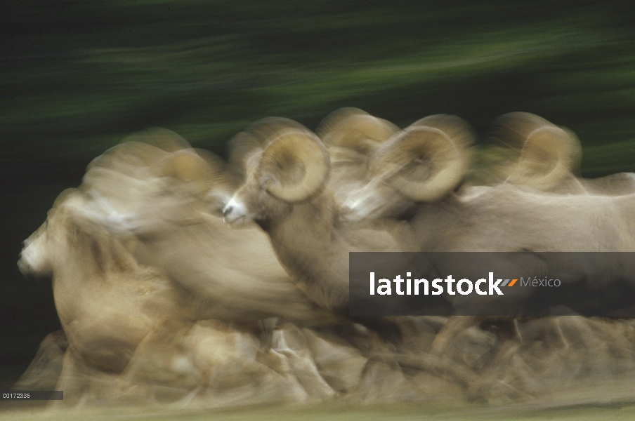 Borrego cimarrón (Ovis canadensis) manada corriendo, Parque nacional Banff, Alberta, Canadá