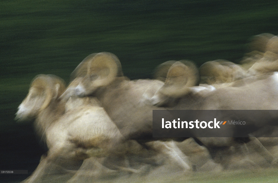 Borrego cimarrón (Ovis canadensis) manada corriendo, Parque nacional Banff, Alberta, Canadá