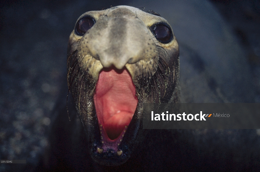 Hembra de elefante marino (Mirounga angustirostris) norte llamar, Isla Benito, Baja California, Méxi