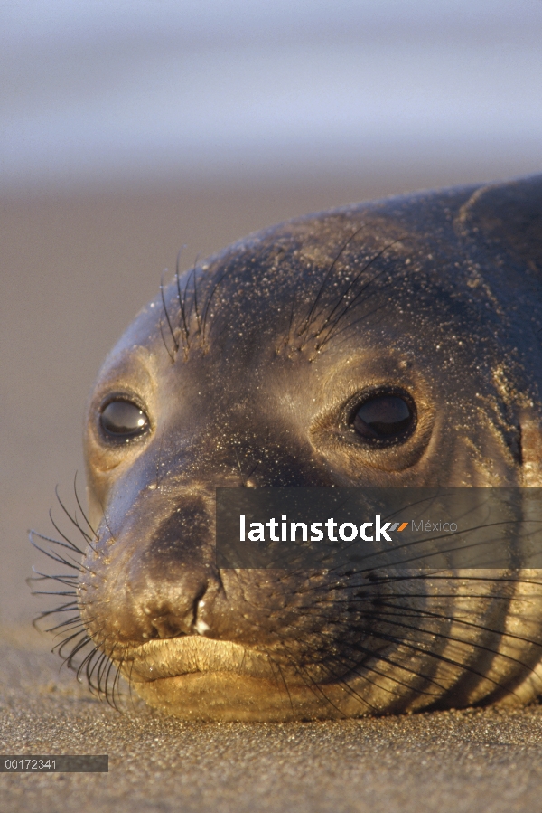 Retrato de elefante marino (Mirounga angustirostris) norte en la playa, América del norte