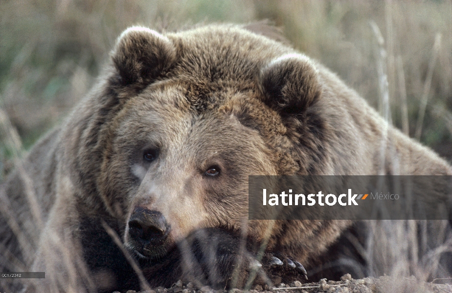 Adulto de oso pardo (Ursus arctos horribilis) descanso, Alaska