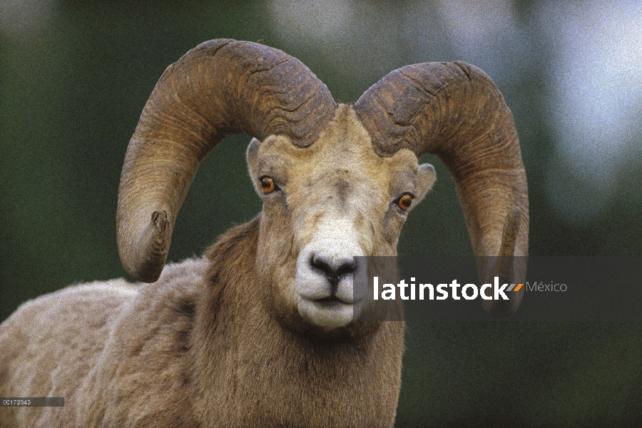 Hombre de Bighorn ovejas (Ovis canadensis), Parque nacional Banff, Alberta, Canadá