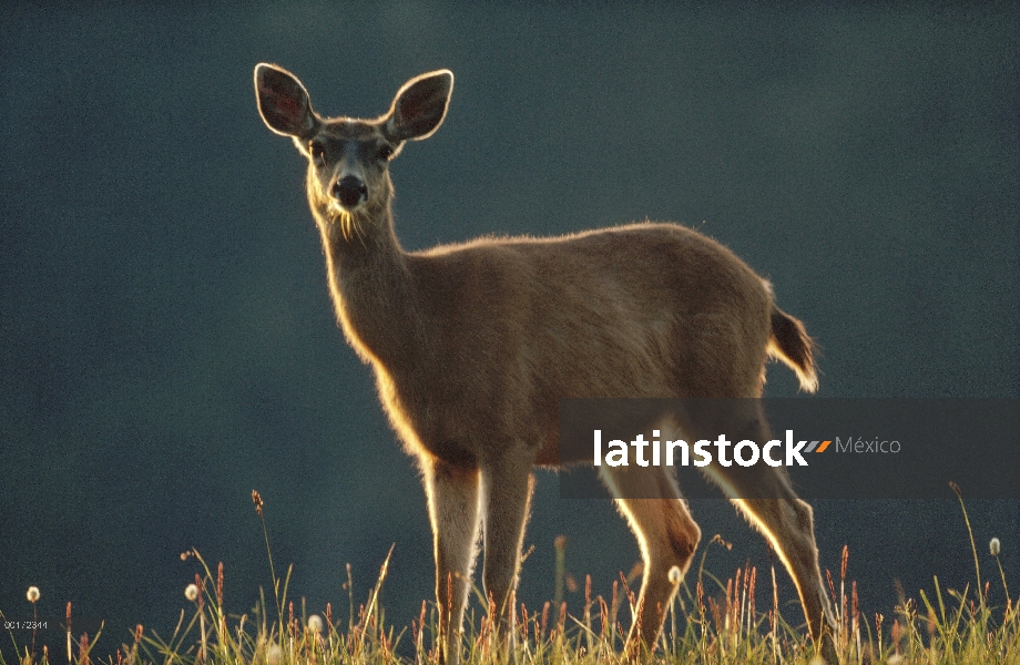 Retrato de venado bura (Odocoileus hemionus) en prado alpino, Washington