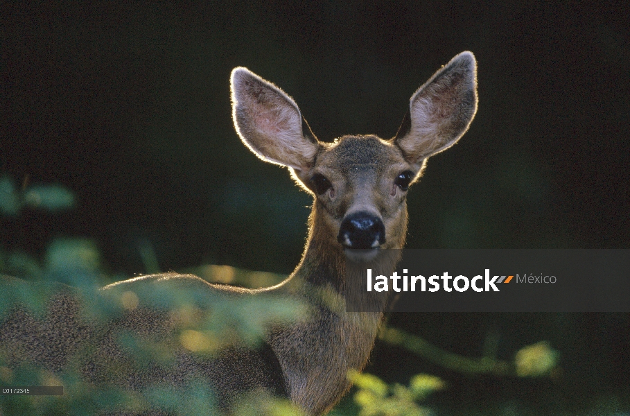 Retrato de venado bura (Odocoileus hemionus), Washington