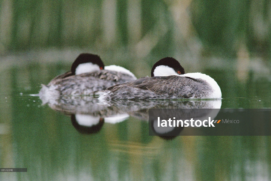 Par de Western Grebe (Aechmophorus occidentalis) descansando en la piedra del lago, Nuevo México