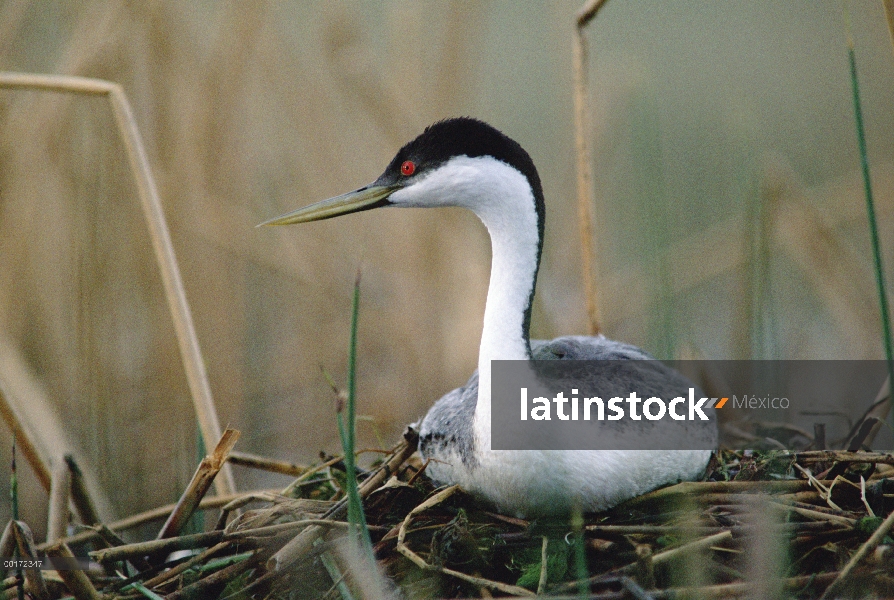 Padre Western Grebe (Aechmophorus occidentalis) incubando los huevos en el nido, lago de piedra, New