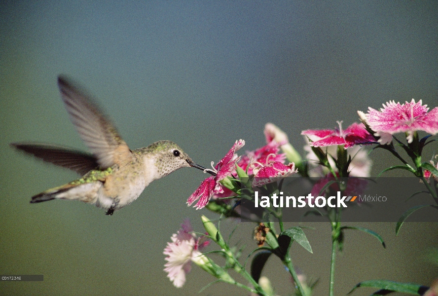 Hembra de Colibrí (Selasphorus platycercus) amplia cola alimentándose de flores, Nuevo México