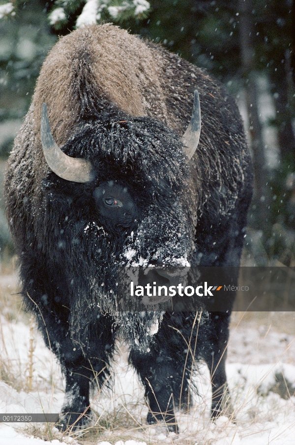 Retrato de bisonte americano (bisonte del bisonte) en nieve, América del norte