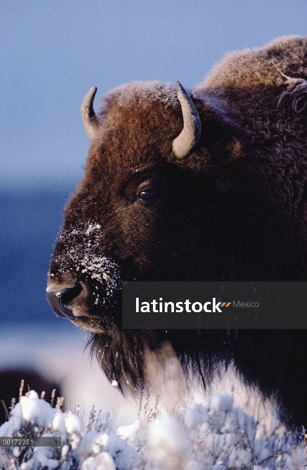 Retrato de bisonte americano (bisonte del bisonte) en nieve, América del norte