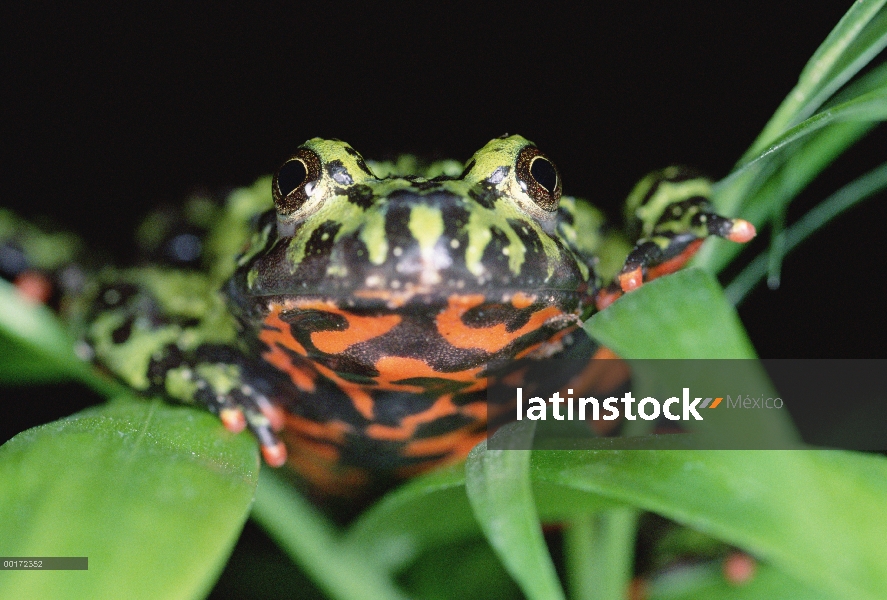 Oriental de vientre de fuego sapo (Bombina orientalis) mostrando su coloración rojo brillante del vi