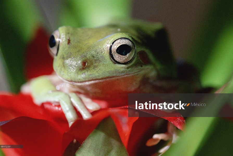 Retrato de White Tree Frog (Litoria caerulea), América del norte