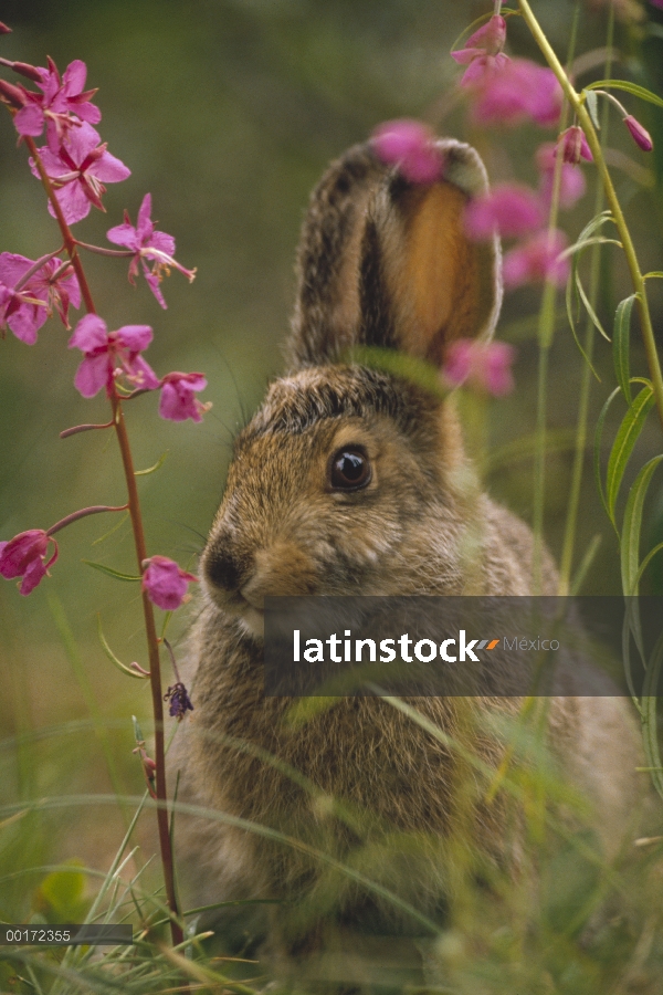 Raquetas de nieve liebres (Lepus americanus) en su capa de verano en medio de flores de epilobio (Ch