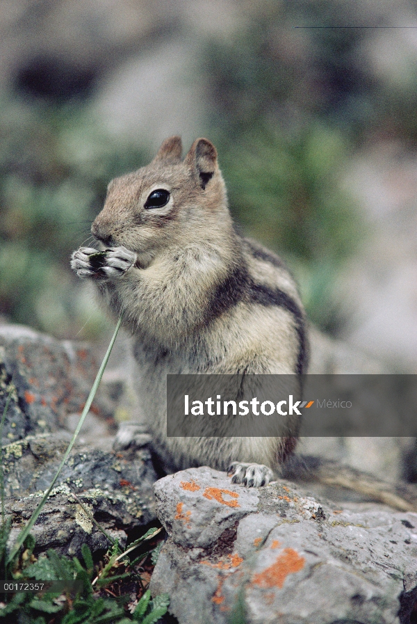 Manto dorado ardilla (Callospermophilus lateralis) alimentándose de hierba, Parque nacional Banff, A