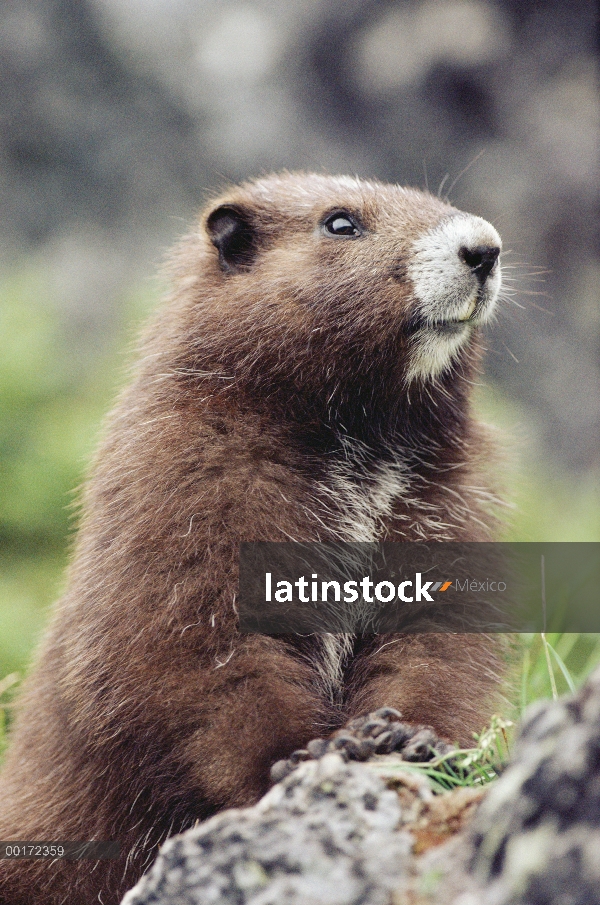 Retrato de la marmota de la isla de Vancouver (vancouverensis de Marmota), isla de Vancouver, Canadá