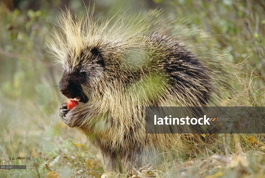 Puerco espín común (Erethizon dorsatum) alimentándose de fruta, Montana