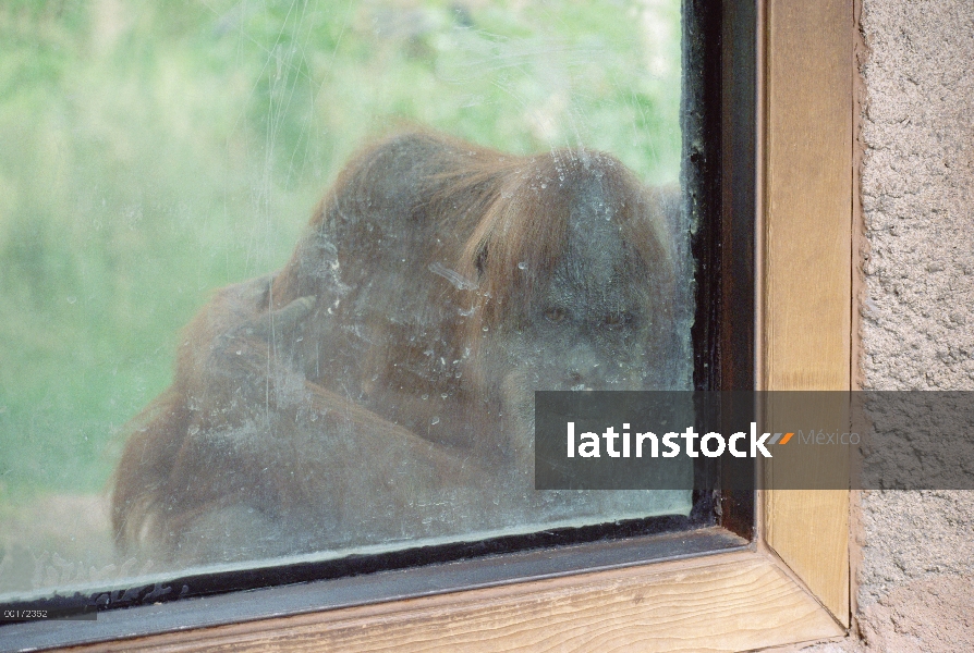 Macho adulto de orangután (Pongo pygmaeus) en el recinto del zoo, América del norte