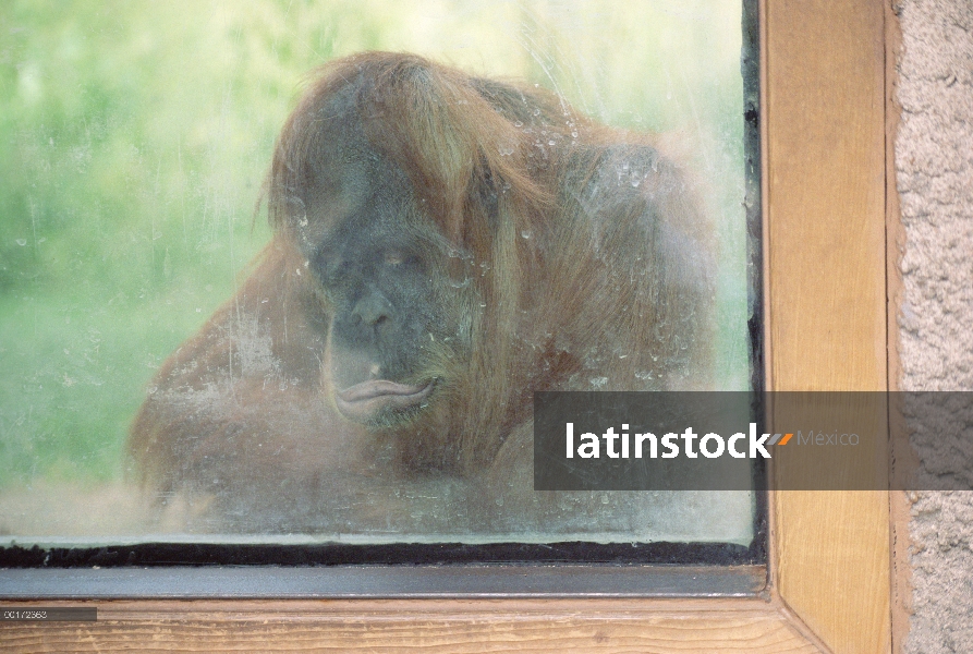 Macho adulto de orangután (Pongo pygmaeus) en el recinto del zoo, América del norte