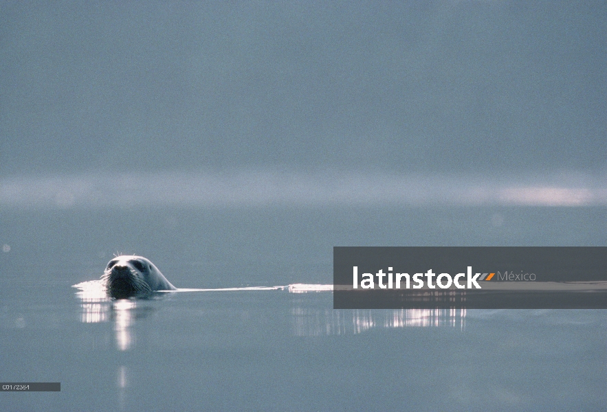 Albergan piscina de sello (Phoca vitulina) en la superficie de las aguas, América del norte