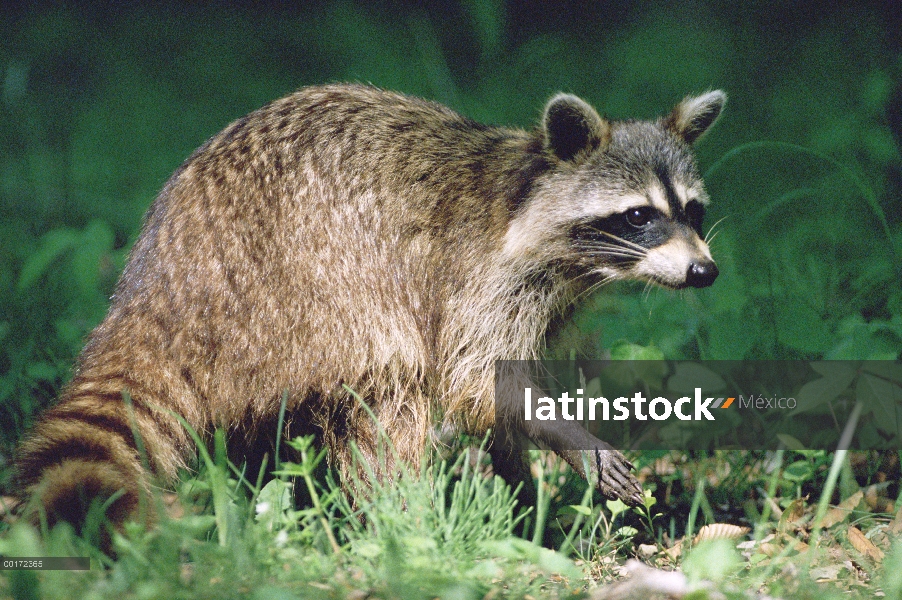 Retrato de mapache (Procyon lotor), América del norte