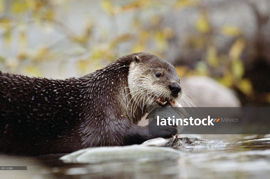 América del norte nutria de río (Lontra canadensis) alimentándose de peces, Montana