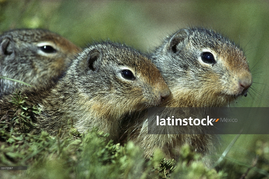 Trío colombiano ardilla terrestre (Spermophilus columbianus), América del norte