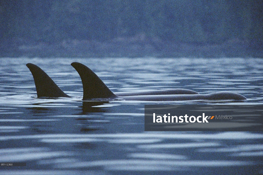 Par de Orca (Orcinus orca) superficie, Columbia Británica, Canadá