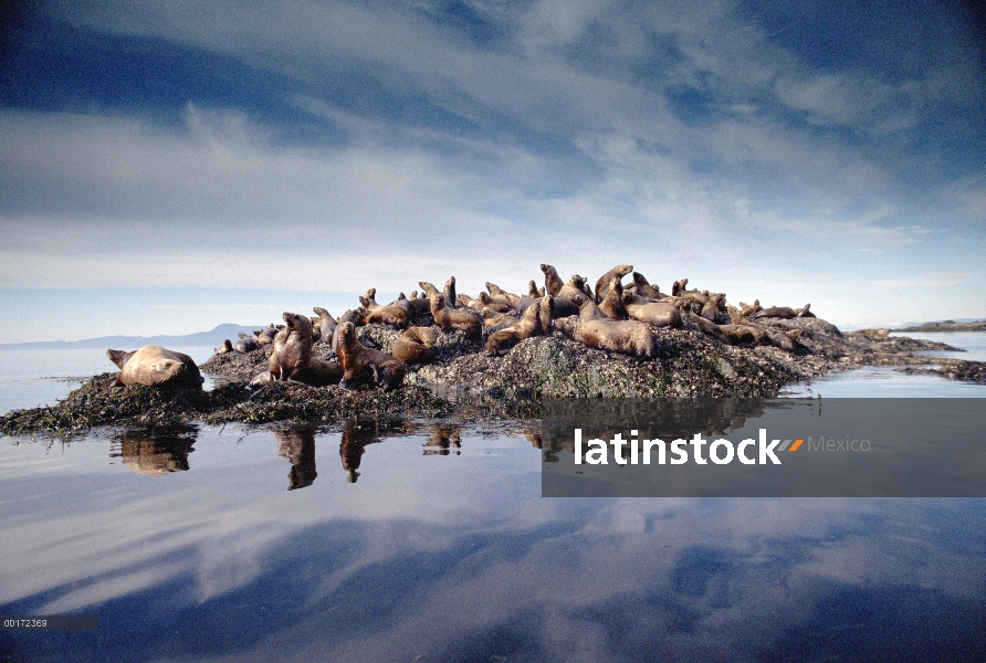 Grupo lobo de marino de Steller (Jubatus de Eumetopias) sacados en rocas costeras, Isla hermanos, Al