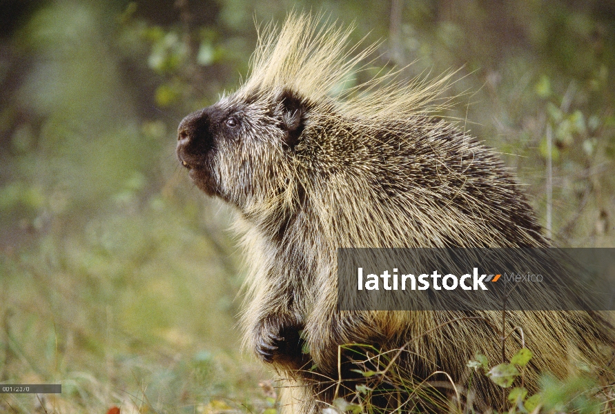 Retrato de puerco espín (Erethizon dorsatum) común, Montana