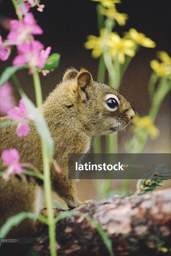 Retrato de la ardilla roja (Tamiasciurus hudsonicus) en medio de flores, Parque Nacional de Denali y