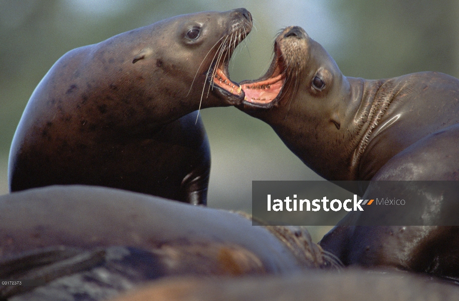 Par de leones de marinos de Steller (Eumetopias jubatus), hermanos Island, Alaska