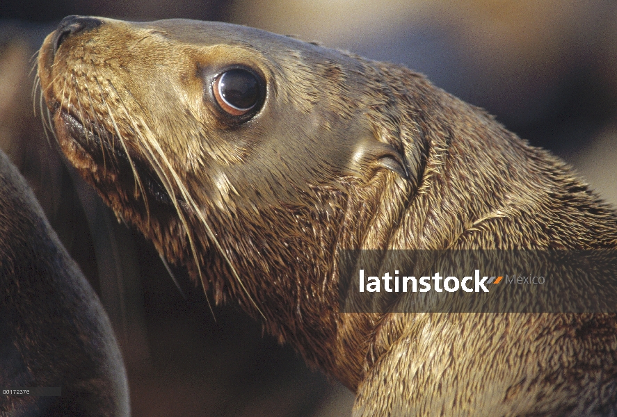 Retrato de León de marino de Steller (Eumetopias jubatus), hermanos Island, Alaska